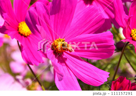 コスモスとミツバチ 111157291