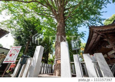 運気が上がる! 田無神社 運気が上がる! 田無神社 111157397