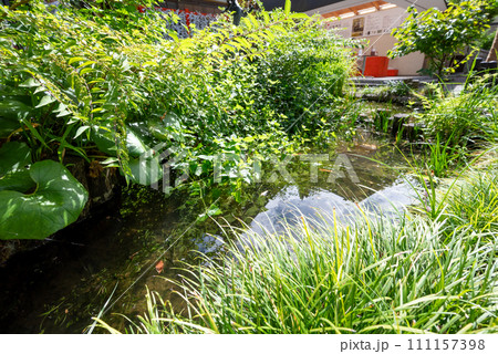 運気が上がる! 田無神社 運気が上がる! 田無神社 111157398