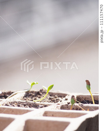 種まきポットから顔を出す新芽 111157470