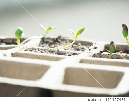 種まきポットから顔を出す新芽 種まきポットから顔を出す新芽 111157471