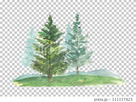 coniferous hill coniferous hill 111157823
