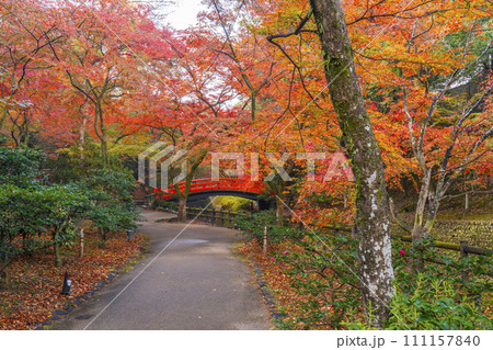 秋の京都 北野天満宮 御土居もみじ苑の美しい紅葉 秋の京都 北野天満宮 御土居もみじ苑の美しい紅葉 111157840