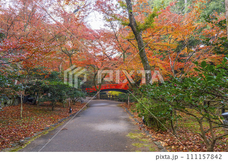 秋の京都　北野天満宮　御土居もみじ苑の美しい紅葉 111157842