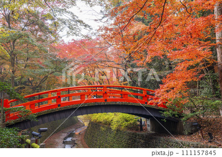 秋の京都 北野天満宮 御土居もみじ苑の美しい紅葉 秋の京都 北野天満宮 御土居もみじ苑の美しい紅葉 111157845