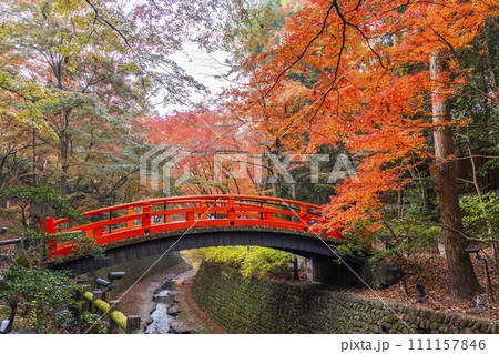 秋の京都　北野天満宮　御土居もみじ苑の美しい紅葉 111157846