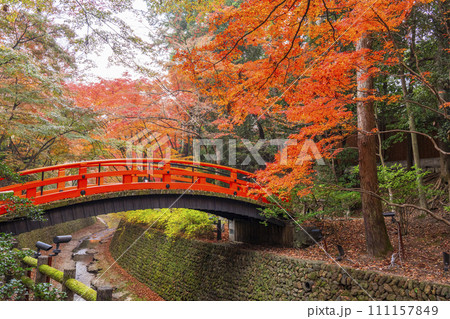 秋の京都 北野天満宮 御土居もみじ苑の美しい紅葉 秋の京都 北野天満宮 御土居もみじ苑の美しい紅葉 111157849