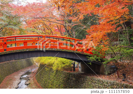 秋の京都 北野天満宮 御土居もみじ苑の美しい紅葉 秋の京都 北野天満宮 御土居もみじ苑の美しい紅葉 111157850