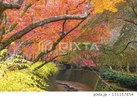 秋の京都　北野天満宮　御土居もみじ苑の美しい紅葉 111157854