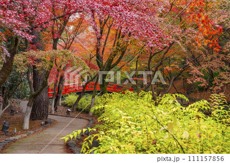 秋の京都　北野天満宮　御土居もみじ苑の美しい紅葉 111157856