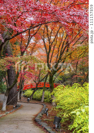 秋の京都　北野天満宮　御土居もみじ苑の美しい紅葉 111157859