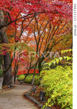 秋の京都　北野天満宮　御土居もみじ苑の美しい紅葉 111157860