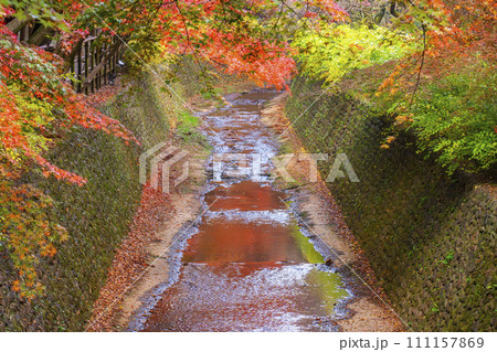 秋の京都 北野天満宮 御土居もみじ苑 川辺に映る美しい紅葉 秋の京都 北野天満宮 御土居もみじ苑 川辺に映る美しい紅葉 111157869