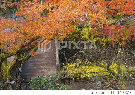 秋の京都 北野天満宮 御土居もみじ苑の美しい紅葉 秋の京都 北野天満宮 御土居もみじ苑の美しい紅葉 111157877