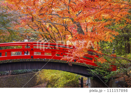 秋の京都　北野天満宮　御土居もみじ苑の美しい紅葉 111157898