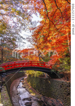 秋の京都　北野天満宮　御土居もみじ苑の美しい紅葉 111157908