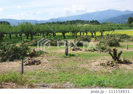 廃業するため切り倒した果樹園の様子 廃業するため切り倒した果樹園の様子 111158831