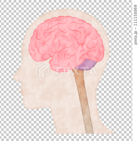 人體大腦橫切面,水彩風格向量圖 人體大腦橫切面,水彩風格向量圖 111158869
