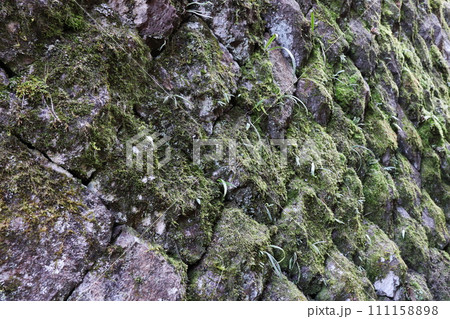 苔が生えた石垣 苔が生えた石垣 111158898