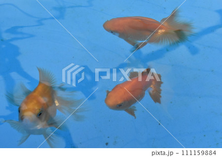 金魚、土佐金、葛飾区金魚展示場 金魚、土佐金、葛飾区金魚展示場 111159884