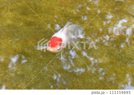金魚、オランダシシガシラ、葛飾区金魚展示場 111159893