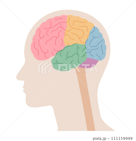 人間の体の脳の断面図, ベクターイラスト 111159999