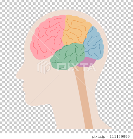人間の体の脳の断面図, ベクターイラスト 111159999