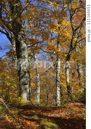 ブナ林 111160053