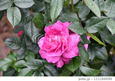 バラ 「イントゥリーグ」 111160090