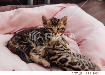 Close-up little bengal kittens on the cat's pillow 111160096