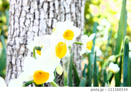 樹木と水仙 111160534