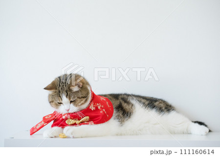 chinese new year concept with scottish cat wear red traditional china clothing with white background chinese new year concept with scottish cat wear red traditional china clothing with white background 111160614