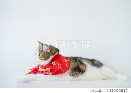 chinese new year concept with scottish cat wear red traditional china clothing with white background chinese new year concept with scottish cat wear red traditional china clothing with white background 111160617