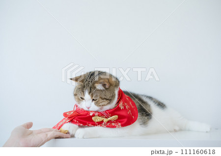 chinese new year concept with scottish cat wear red traditional china clothing with white background chinese new year concept with scottish cat wear red traditional china clothing with white background 111160618