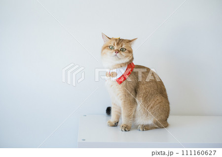 chinese new year concept with british cat wear red traditional china clothing with white background 111160627