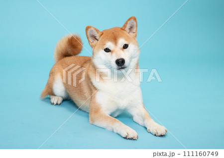 Today's Zaku #黒柴 #黒柴犬 #柴犬 #くろしば #しばいぬ #犬 #黒