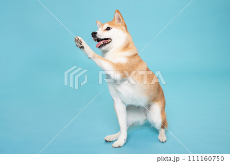 タッチをする柴犬 111160750