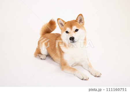 伏せをしてこちらを見る柴犬 111160751