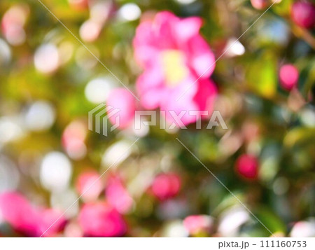 ぼかして撮影した、カラフルな椿 111160753