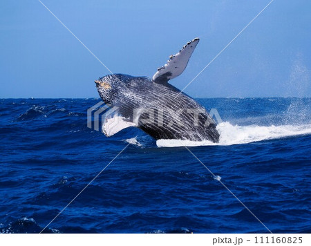 ザトウクジラ　ブリーチ 111160825