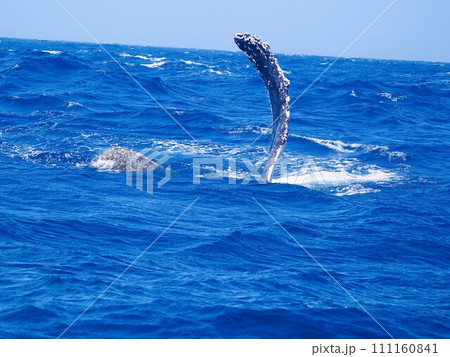 ザトウクジラ　ペックスラップ 111160841