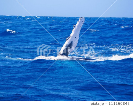 ザトウクジラ ペックスラップ ザトウクジラ ペックスラップ 111160842