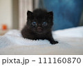 歩き始めの子猫 111160870