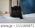 歩き始めの子猫 111160871