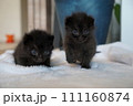 兄弟子猫 111160874