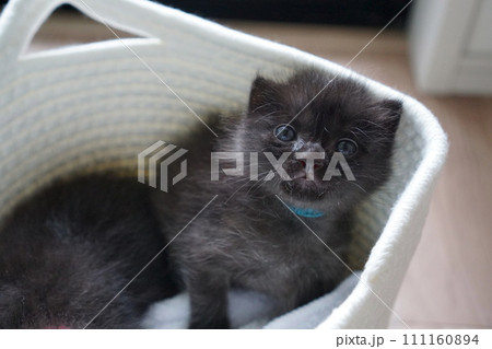 兄弟子猫 111160894