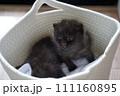兄弟子猫 111160895