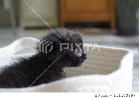 歩き始めの子猫 111160897