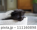 かわいい子猫 111160898