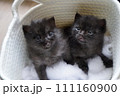 兄弟子猫 111160900